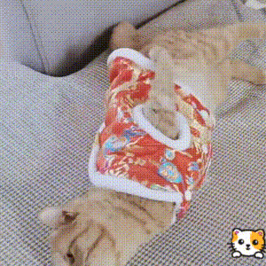 霸道橘猫被人类“折断”手臂，半年来被同类欺负，饿了只能吃剩食