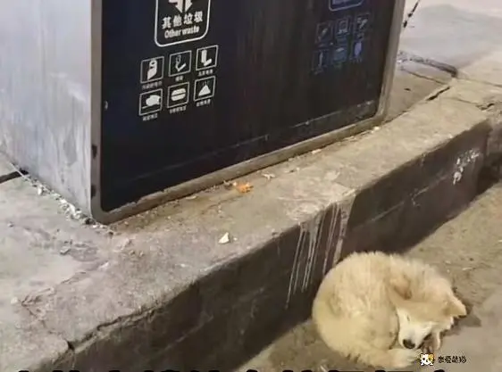 狗狗因“呕吐”被赶出家门，忠诚没换来照顾，它的眼里只剩绝望！