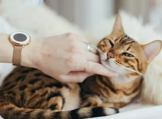 女孩子爱养“公猫”的原因，其实大家都心里有数