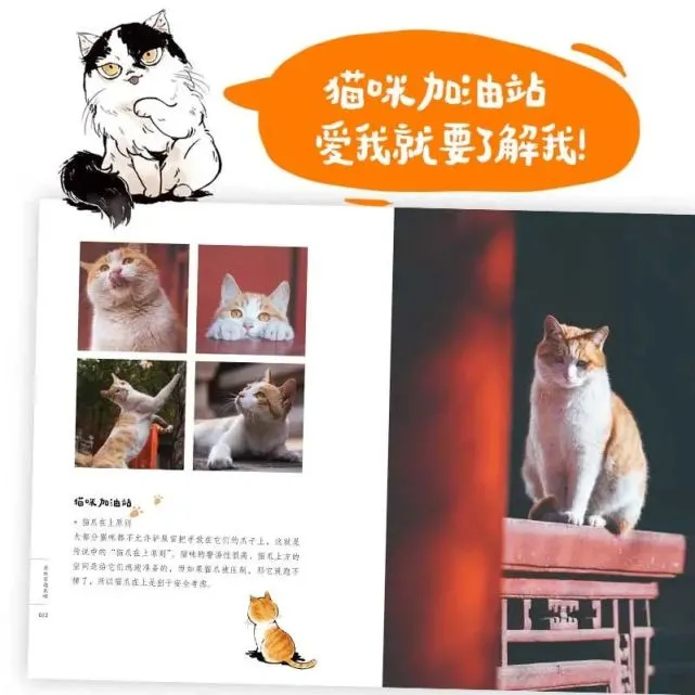 又是被故宫御猫治愈的一天呢