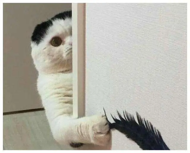 2个测试方法，就能判断出你家猫“是否爱你”