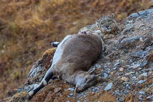喜马拉雅出现6岁雪豹，被5只藏獒咬伤后，下山咬死11只羊1头牦牛