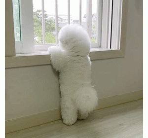 狗狗怎么知道你是它的“主人”？原来是依靠这些东西