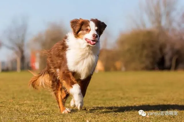 一只迷你美国牧羊犬从成都专车托运到长沙的案例分享～