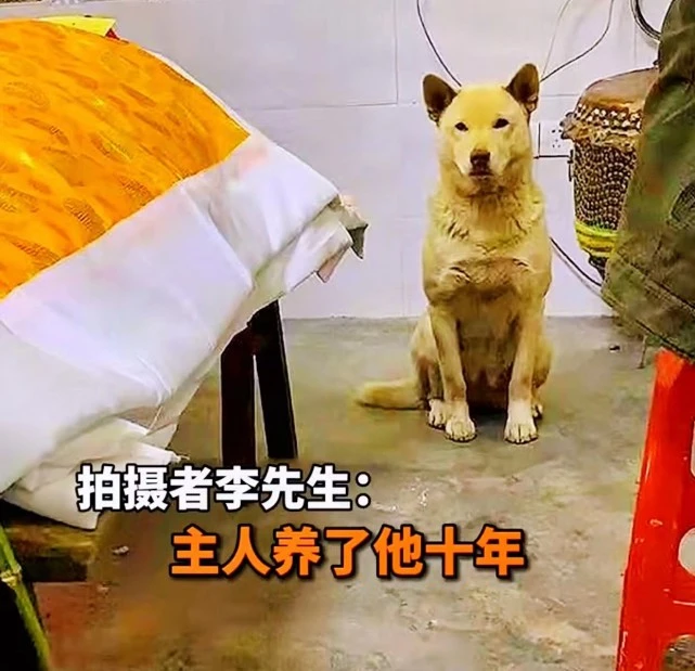 主人离世，狗狗不吃不喝守在床边，网友：万物皆有灵