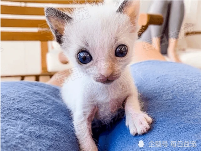 捡回一只小奶猫，当小家伙睁开眼睛后，铲屎官：捡到宝了！