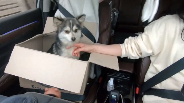 被主人遗弃的流浪狗，骨瘦如柴饿到吃草，为求收留紧随好心人