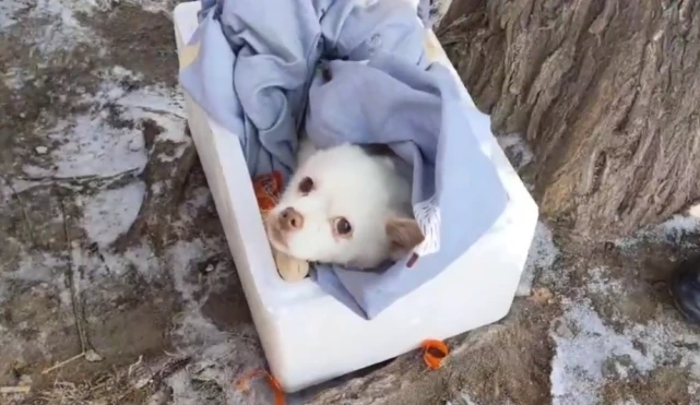 12岁老狗被抛弃，获救时狗狗直勾勾地看着救它的大姐，不知心里想着啥