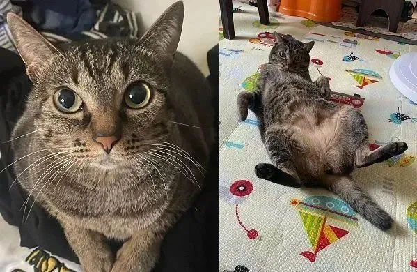 到哪都能托住头！“胖胖奇异果”椅子下折手，逼视网笑：高度刚好