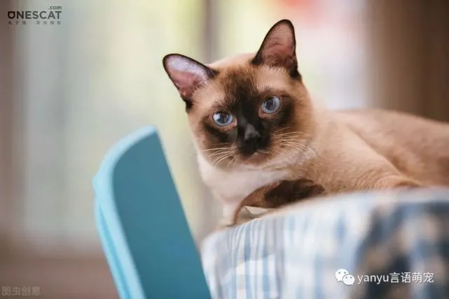 宠物托运知识｜6种无攻击性的猫 你家猫咪上榜了吗