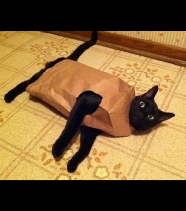 海浪猫猫！实在是有被可爱到