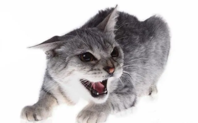 “有养猫的钱，拿去孝顺父母不好吗？”