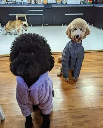 狗子咬坏小主人衣服后罚它穿上.真气！被狠狠帅到了！