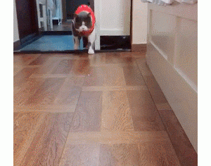 猫咪24小时可忙碌了！除了睡觉，竟然都在干这些事情