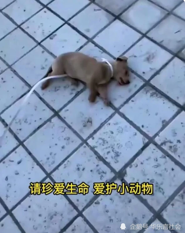 山西临汾一小孩将小狗从20楼扔下，边拍视频边大笑，令人胆寒