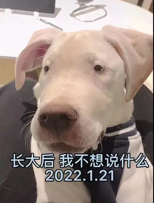 拉布拉多双眼忘了长大被嘲笑：两只眼相遇还得打个车……