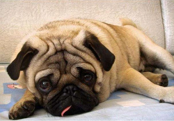 巴哥犬换了主人后，它会伤心吗？