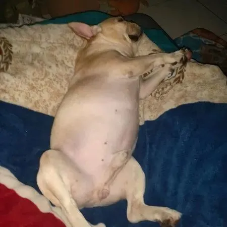 法斗睡一半背顶“行动乌龟壳”走到客厅，奶奶一看秒魔性笑喷