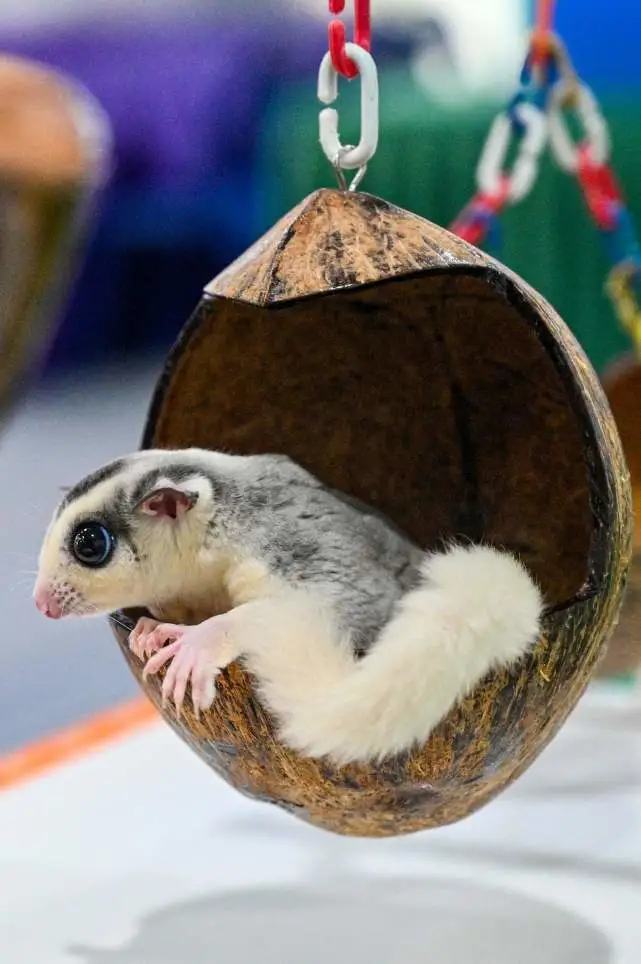 （外代一线）奇异的宠物