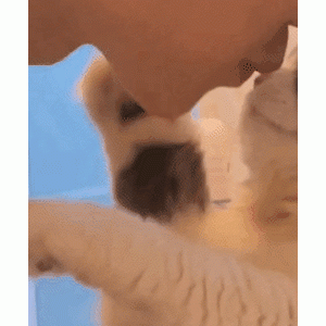 天呐撸！这只猫咪是哪个姐妹转世，也太会撩男人了吧？