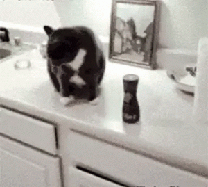 这几种特征告诉你，你家猫“恨透你”了