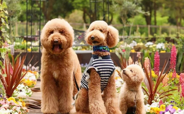 这5种狗你都敢养？那你家里肯定是有矿了！