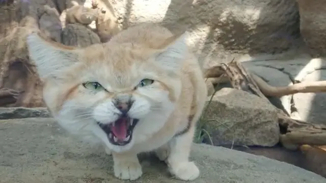 沙漠猫首次出现在日本，日本民众：太可爱了，尽快繁殖吧！