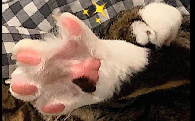 网友不允许猫上床，它却偷偷跑上去，还伸爪子给主人看：爪子不脏