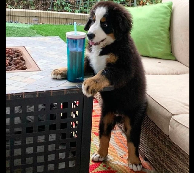 饮料放在桌子上，狗狗竟模仿主人站在那里偷喝，到底喝到了没有？