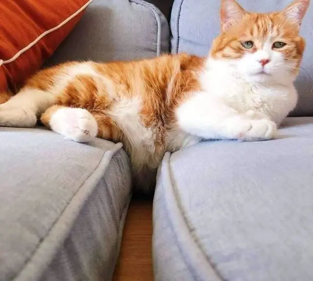 如何拒绝猫咪的“花式叫醒”服务？