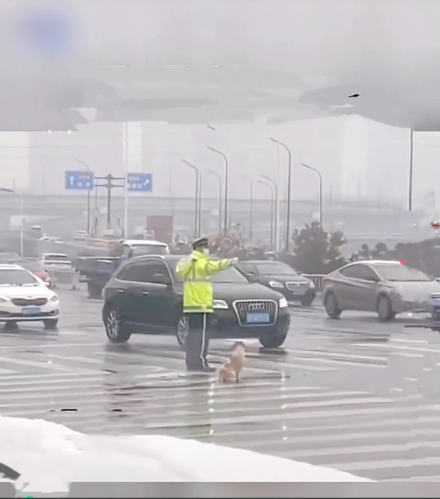 流浪狗和交警小兄弟站岗，结局出人意料！