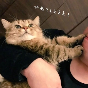 短腿猫咪最后的倔强：你不要过来啊啊啊