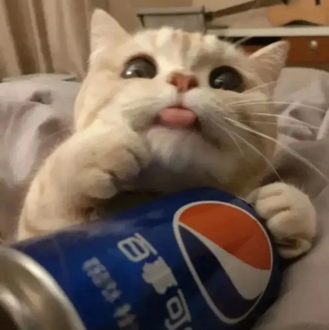 头像壁纸丨铲屎官必备，最全猫咪专题头像壁纸