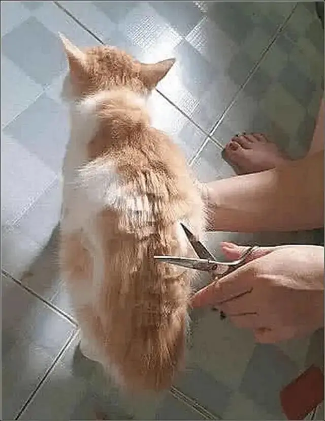 女孩趁姥姥不在家，偷偷给橘猫剪造型，剪完后猫咪直接崩溃了