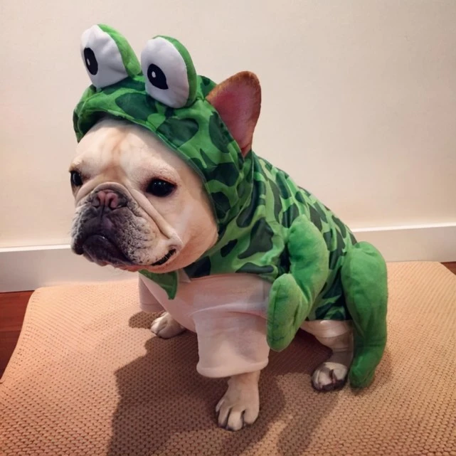 法斗为什么这么受欢迎？网友：养过的都不想换狗狗了