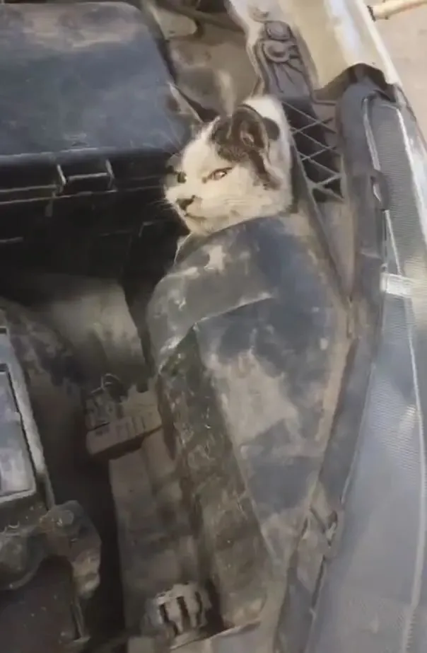 打开汽车前盖，猫咪冒出个小头，司机一看心慌的一批！