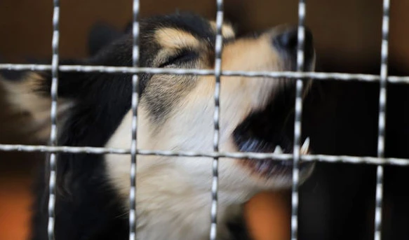 出国却留下了它…8岁狗狗被主人送去收容所……