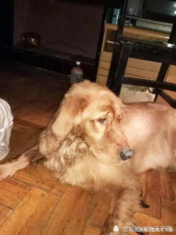 心酸，女孩在车站门口遗弃金毛，留下的一张纸条看哭众人