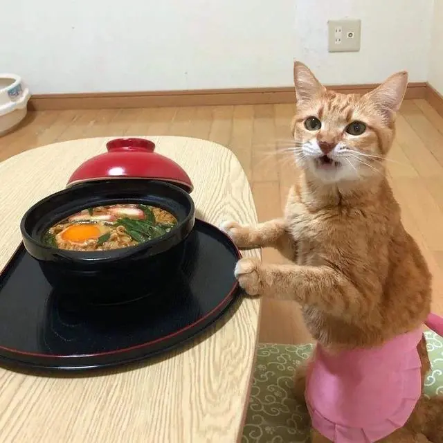 不要轻易养“土猫”，容易上瘾