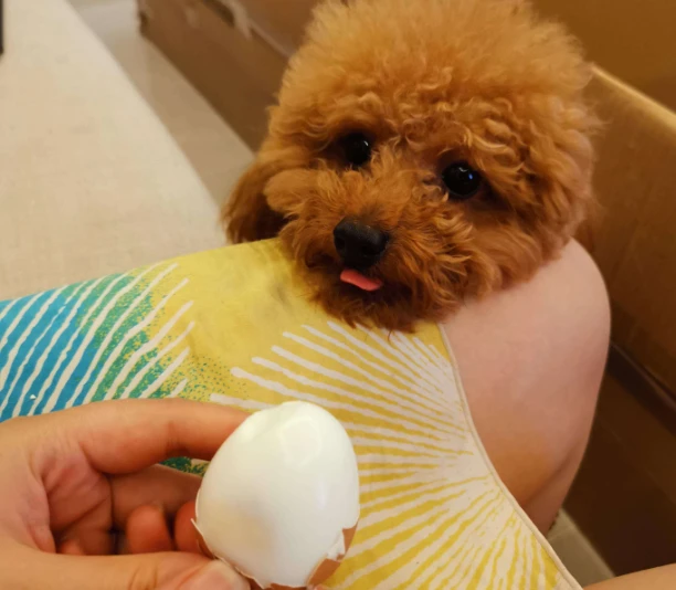 泰迪褪色吃什么能恢复？让我告诉你！