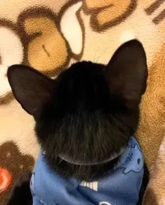 瘦小黑猫花1年养成绝美馒头脸……清晰五官照萌炸