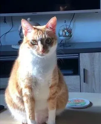 橘猫懂遮丑，拍出显瘦美照，奶奶拆台曝真实身材