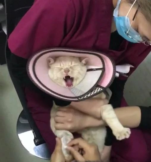 猫：不信谣不传谣，这20张图是摆拍！