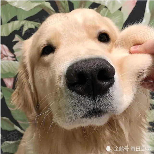 大金毛每天五点叫起床，铲屎官欲哭无泪，遛狗有必要这么早吗？