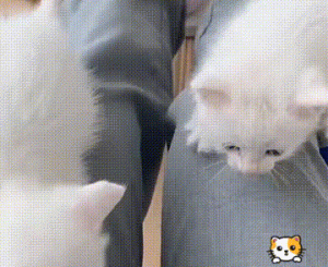 母猫怀有6只小猫，生下孩子后却托付给女孩，可惜母子未能平安！