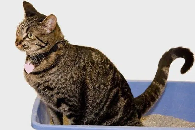 猫咪拉粑粑前，为什么要先叫几声？