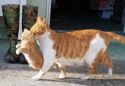 猫的“命门”在哪？遇到猫疯了似的攻击人该怎么办？