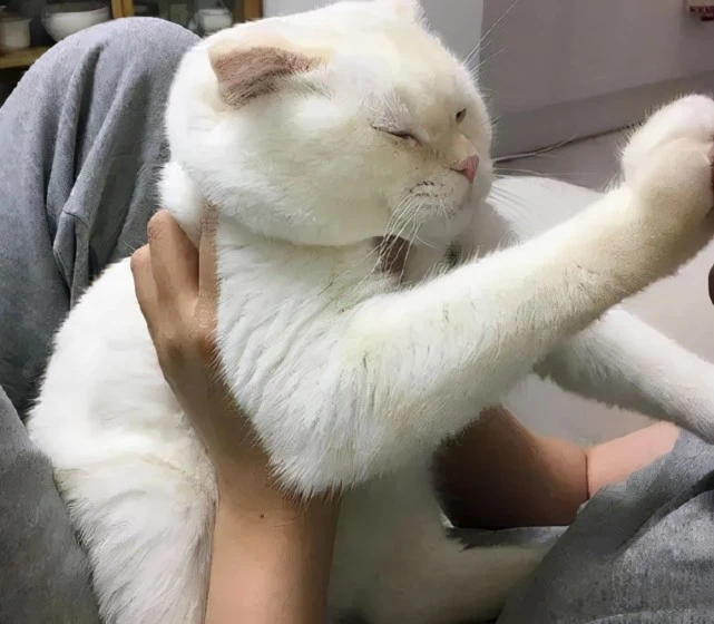 猫咪不让抱，却喜欢跟着你，其实背后隐藏了这些心理