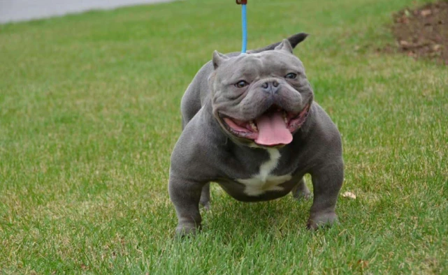 狗界公认“无攻击性”的几种狗，有孩家庭也能放心养