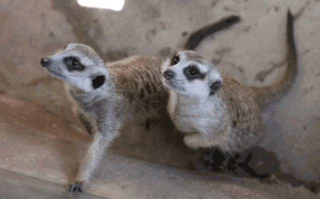 来这里看电影《狮子王》黄金配角“丁满”狐獴啦！